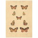 Flax Art Poster | Encyclopedia Butterfly C | FWP-AP-EN2C